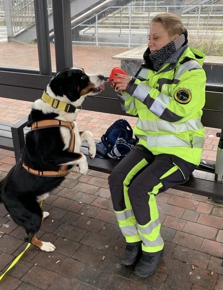 Suchhund der S.A.R. Staffel Nordwest steht mit den Vorderpfoten auf einer Sitzbank und erhält eine Geruchsprobe von einer Hundeführerin in Warnkleidung.
