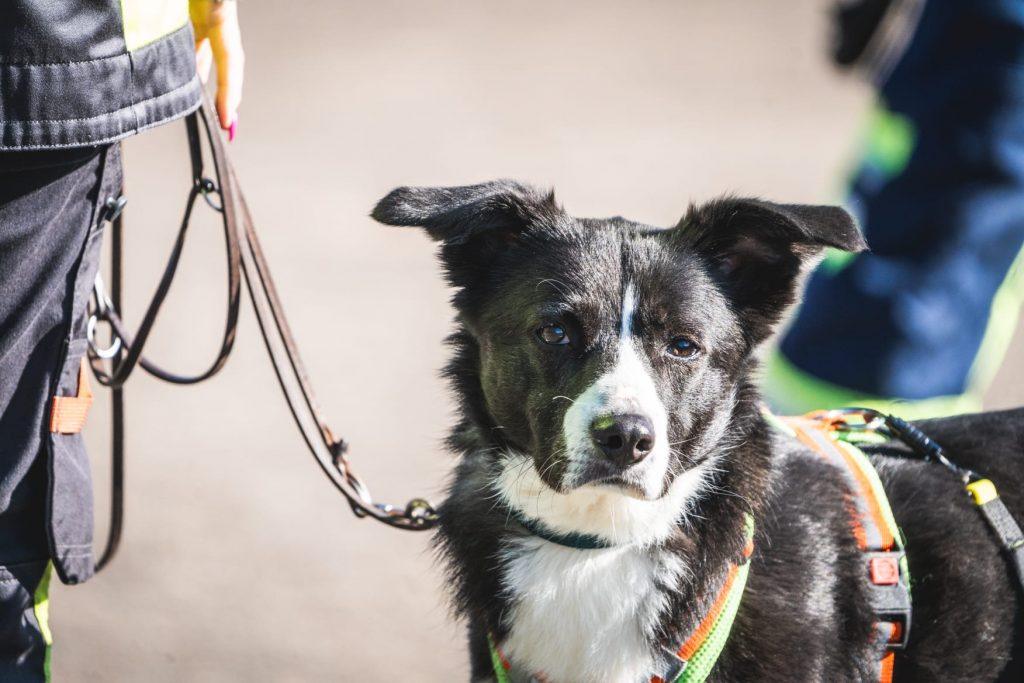 Nahaufnahme eines aufmerksamen Suchhundes der S.A.R. Suchhundestaffel Nordwest mit Arbeitsgeschirr, neben einer Einsatzkraft.